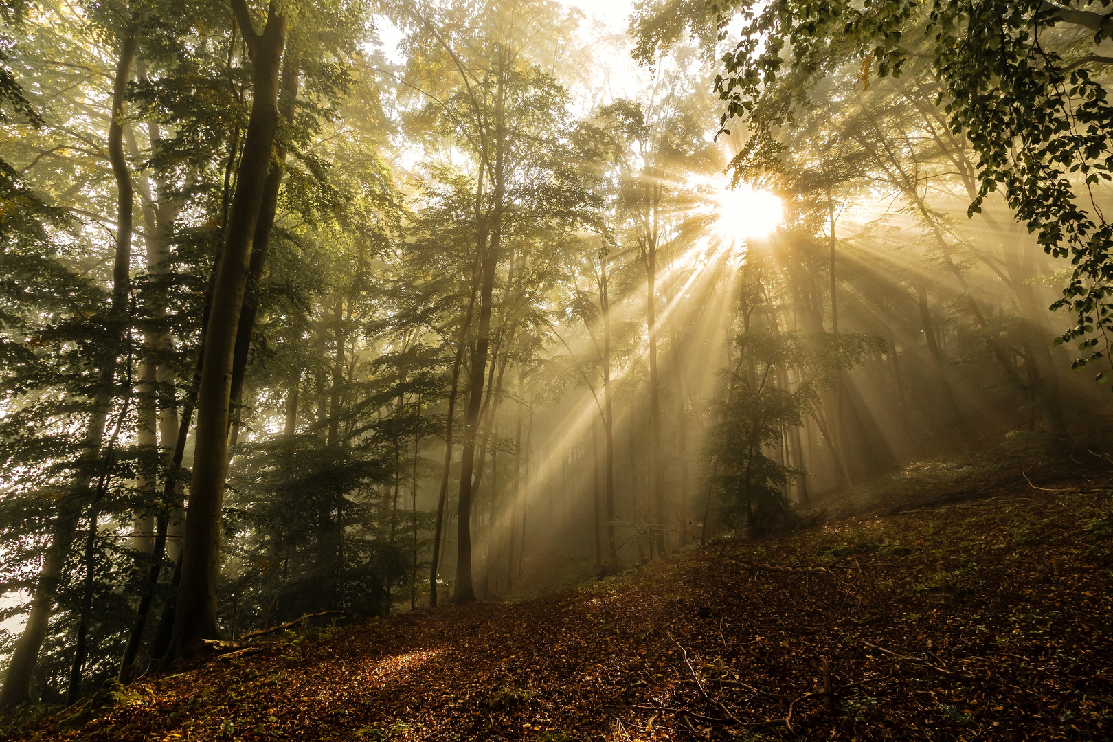 Herbststrahlen