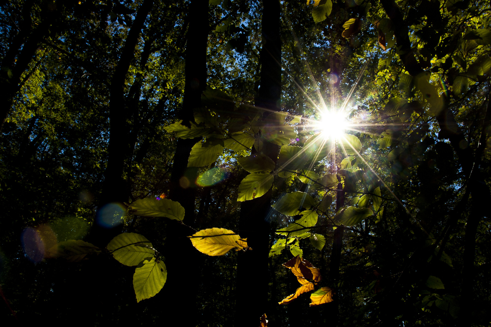 Herbststrahlen