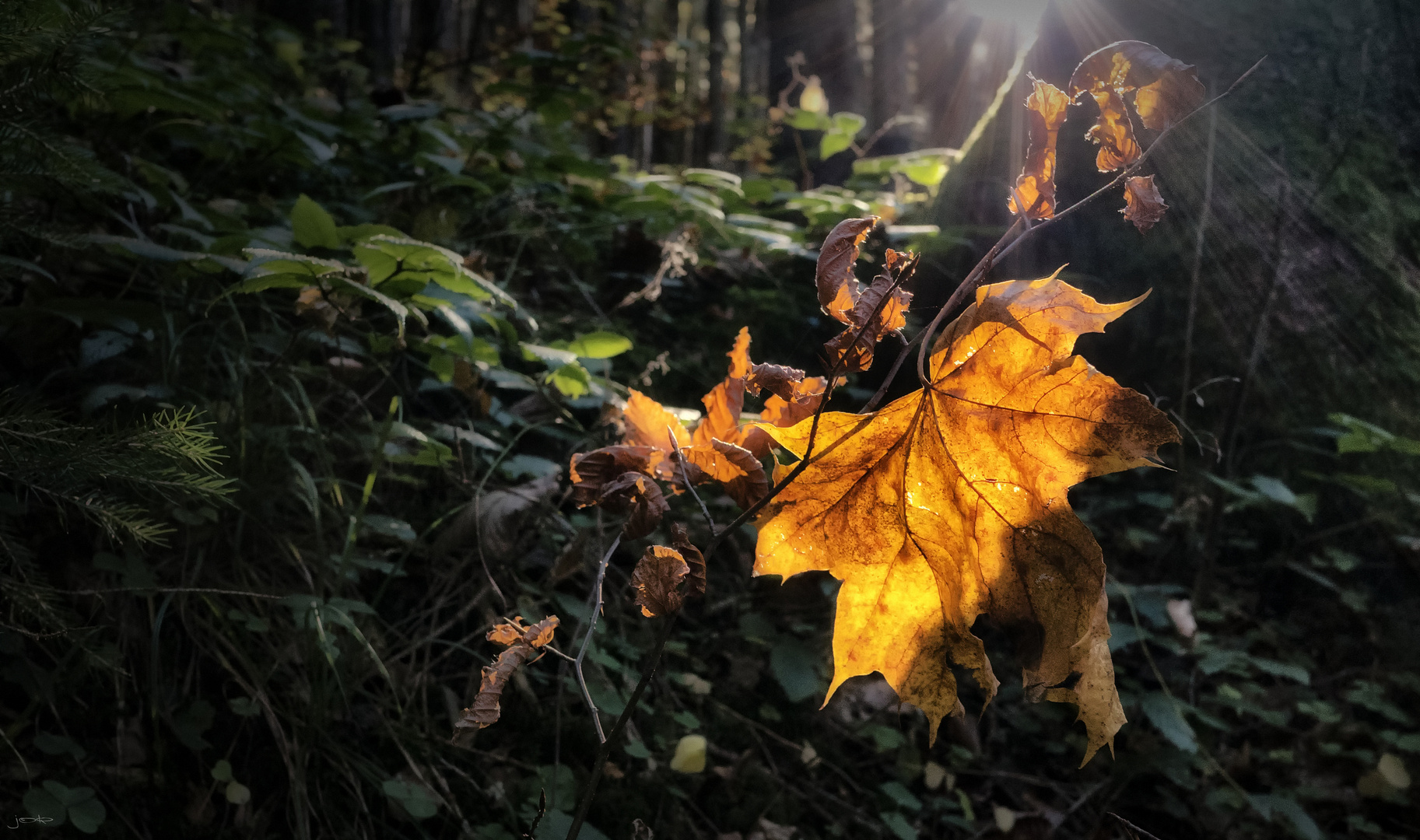 Herbststrahlen