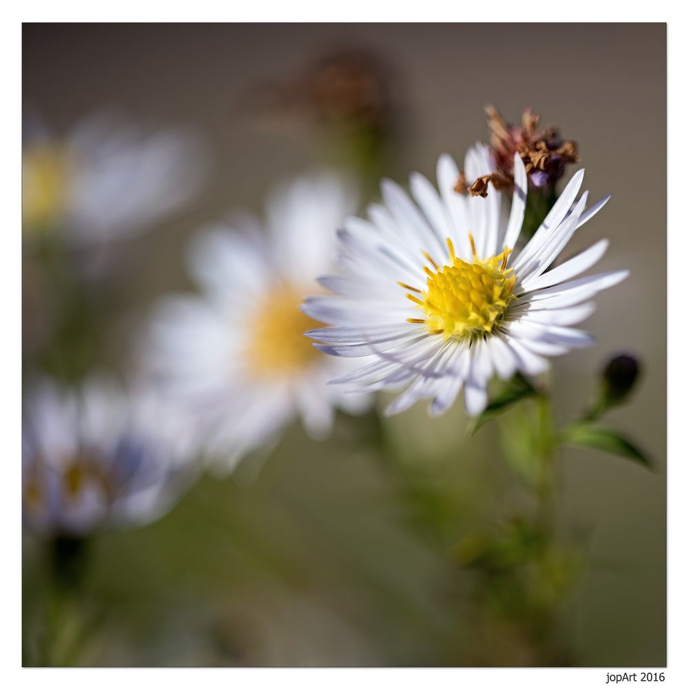 Herbststrahlen