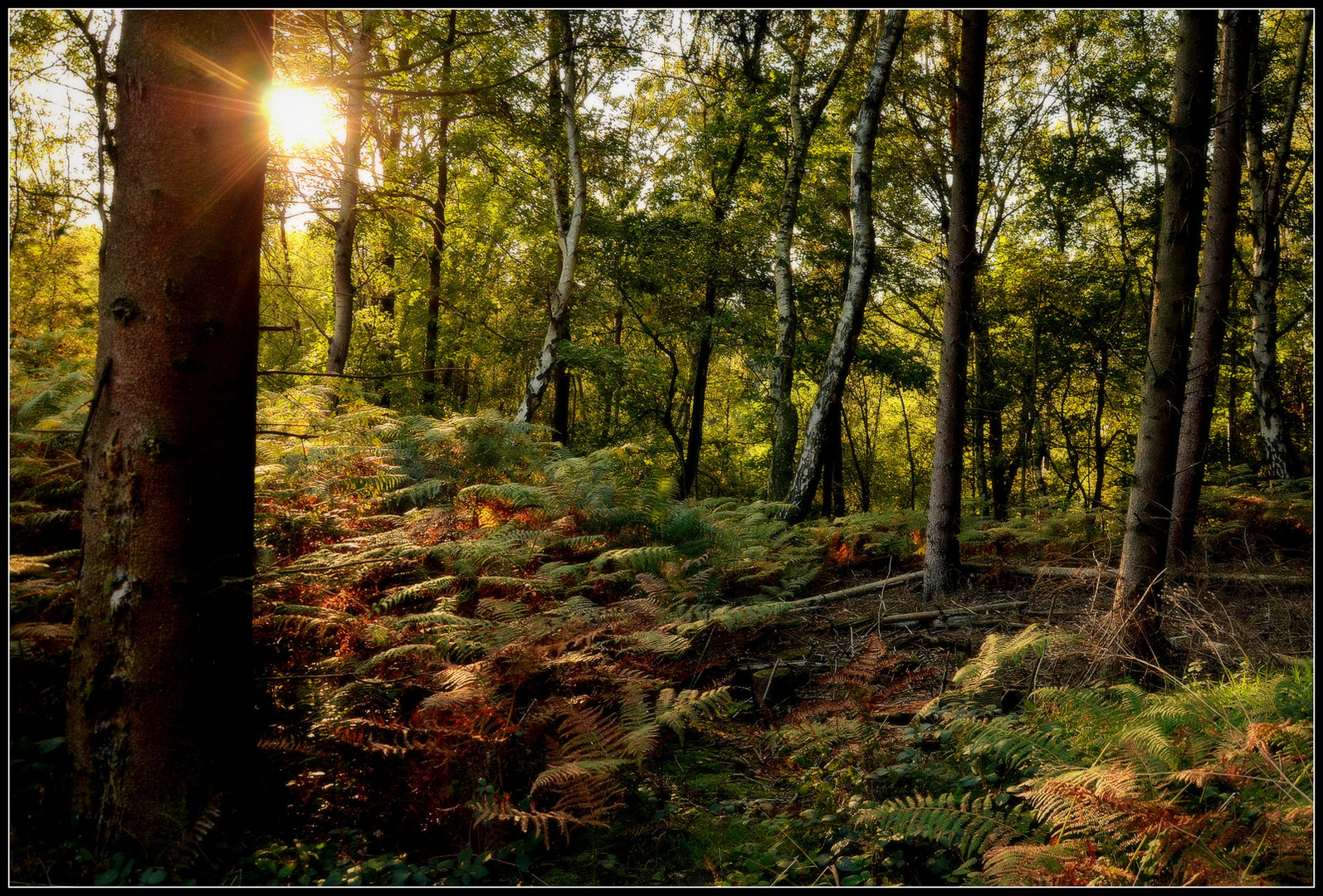 ... Herbststrahlen ...