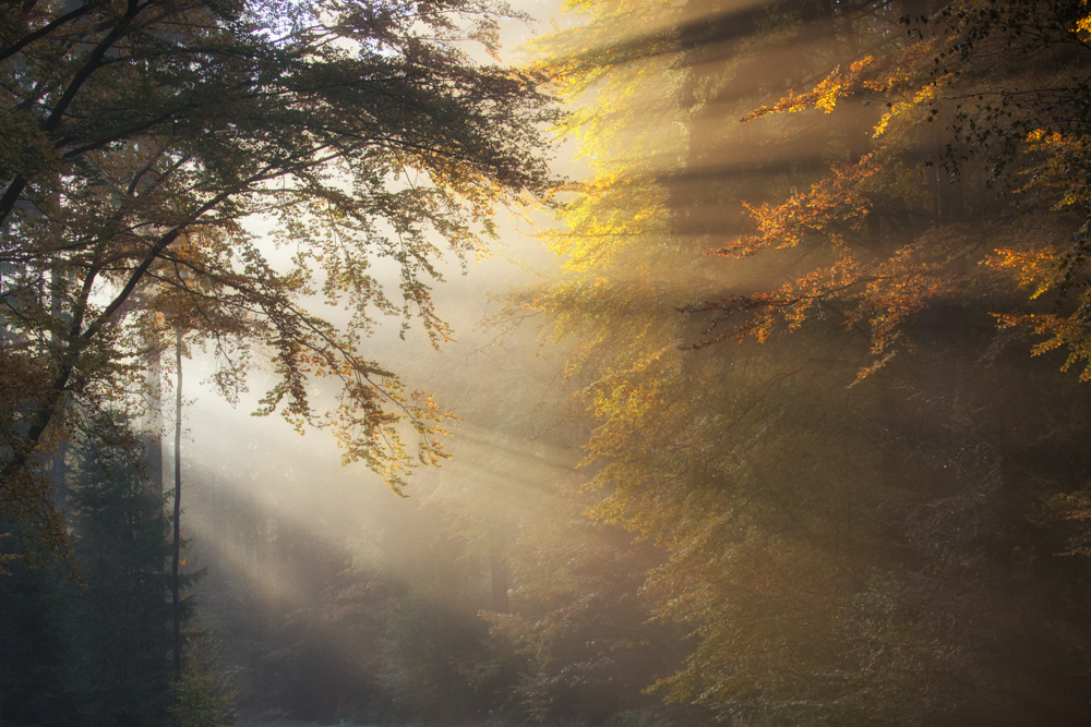 * Herbststrahlen *