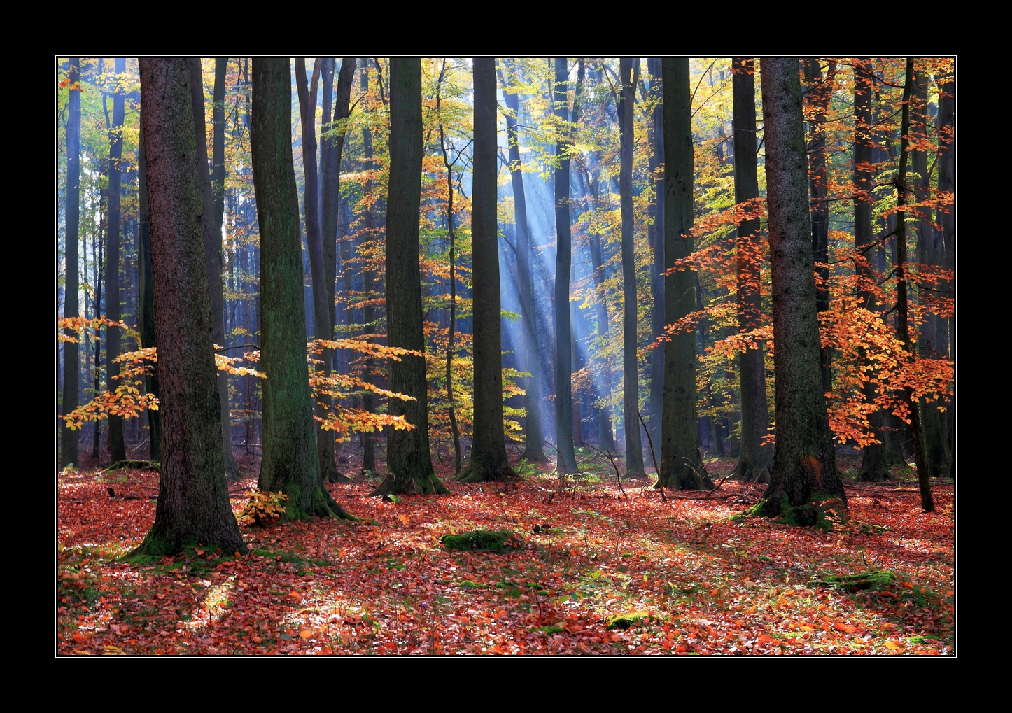 Herbststrahlen