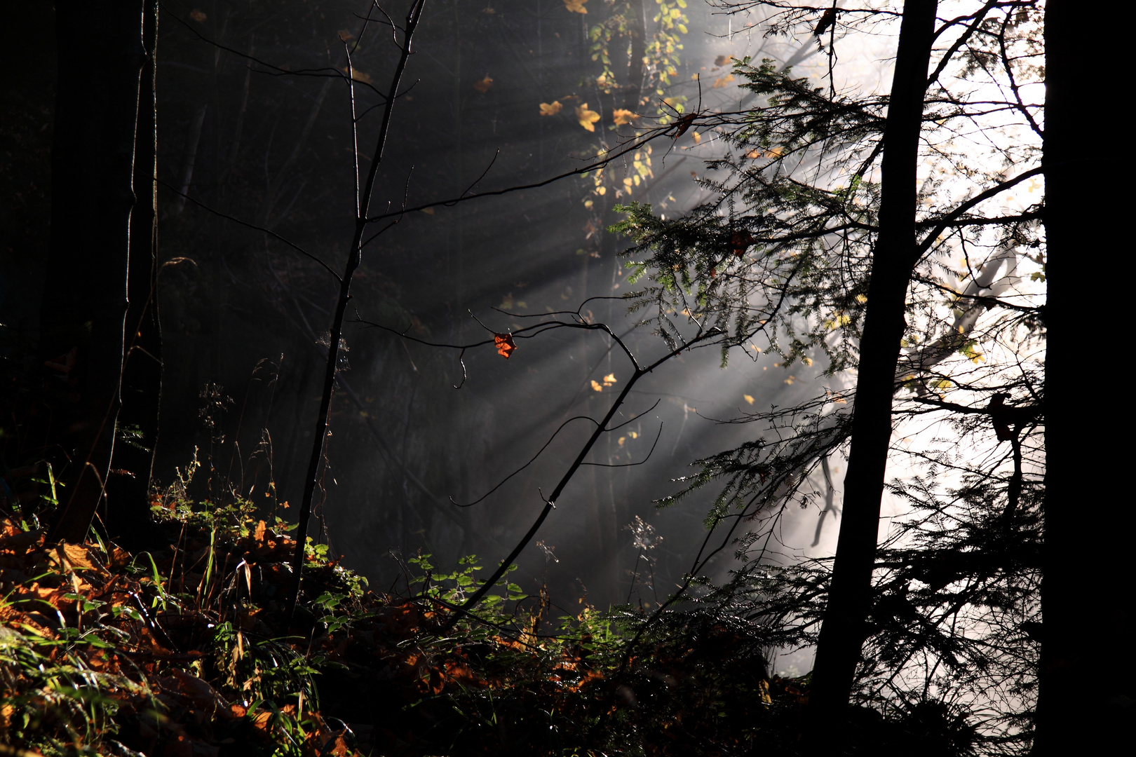 Herbststrahlen II