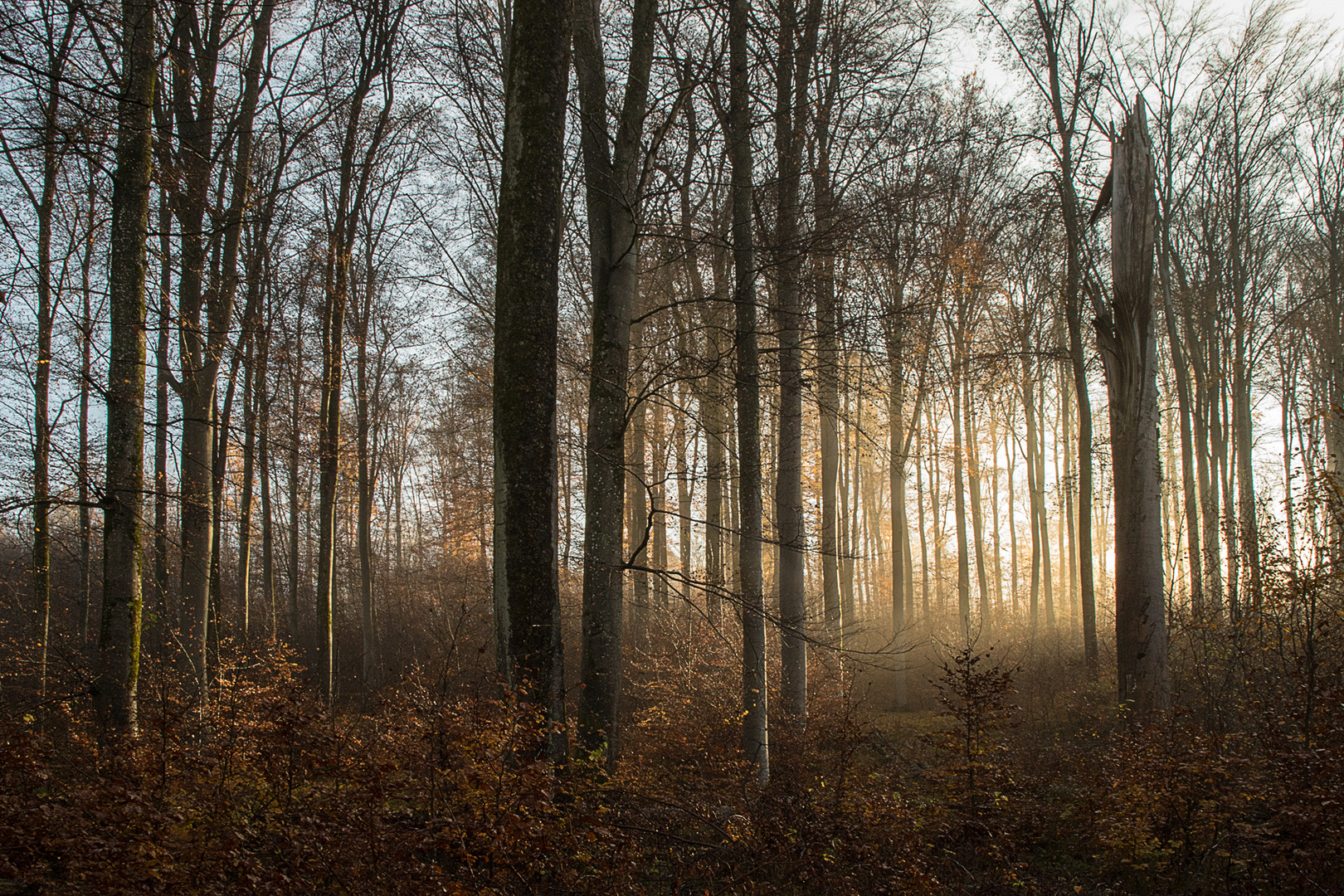 Herbststrahlen im Wald