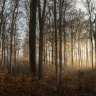 Herbststrahlen im Wald