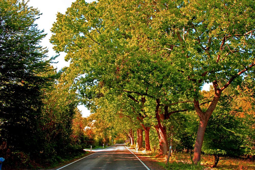 Herbststraße