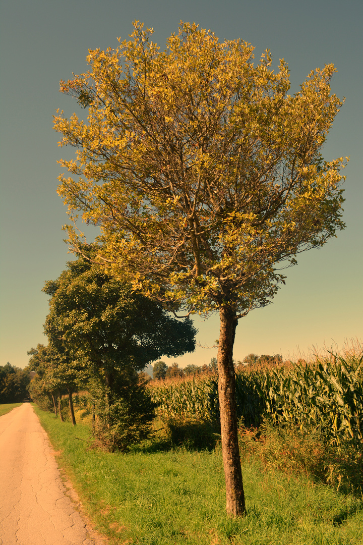 Herbststraße