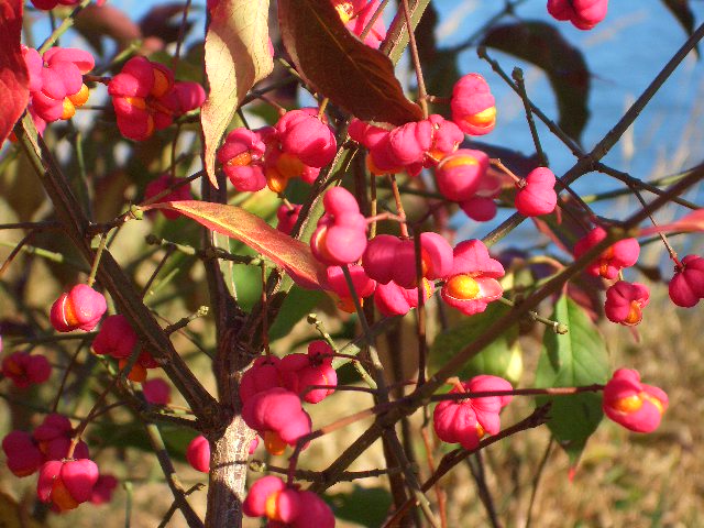 Herbststrauch