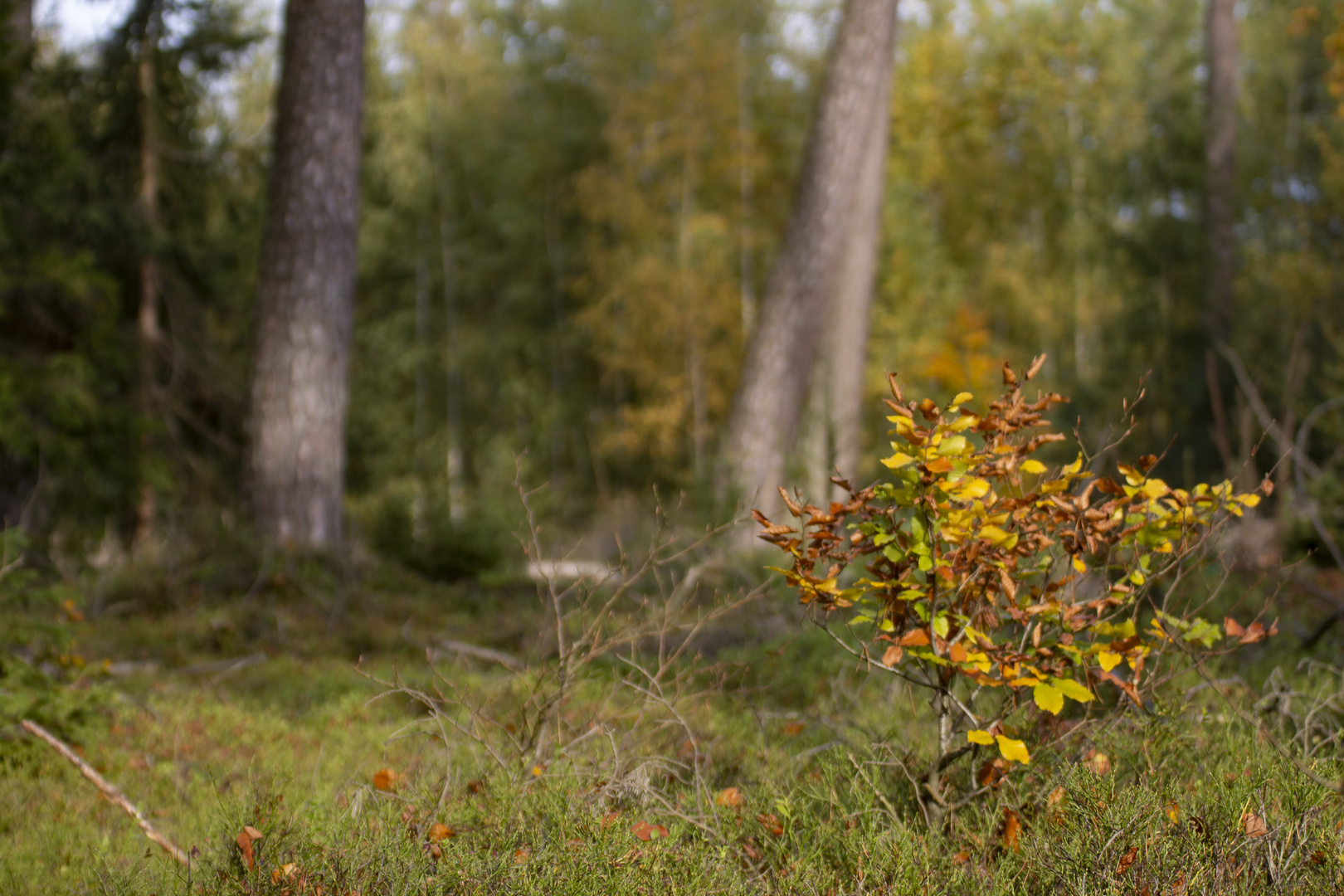 Herbststrauch