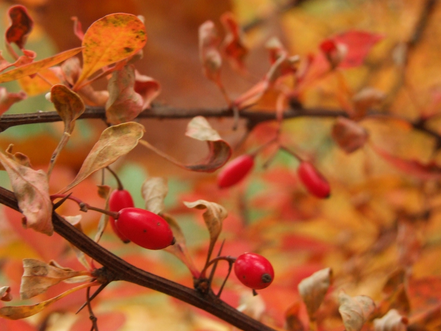 Herbststrauch