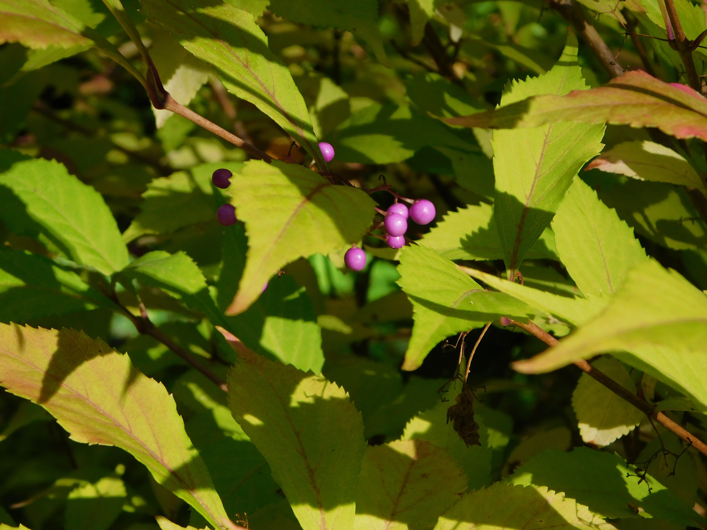 Herbststrauch