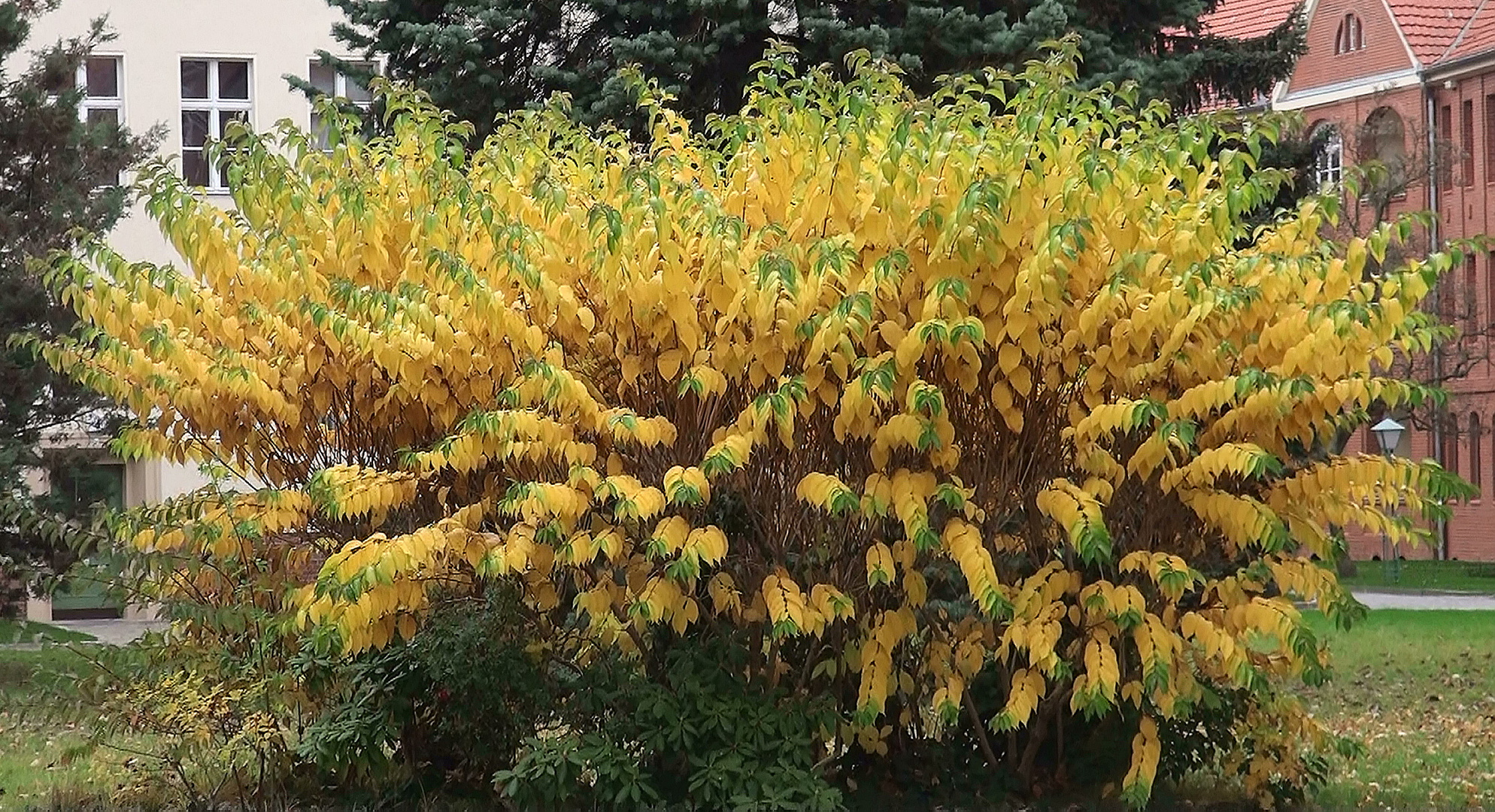 Herbststrauchwunder