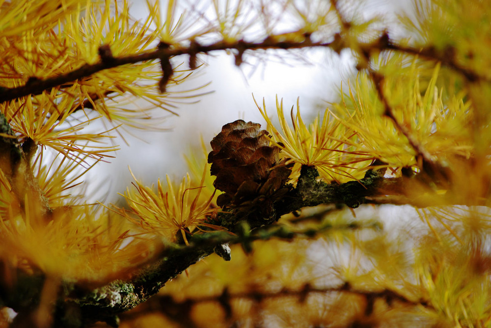 Herbststreben