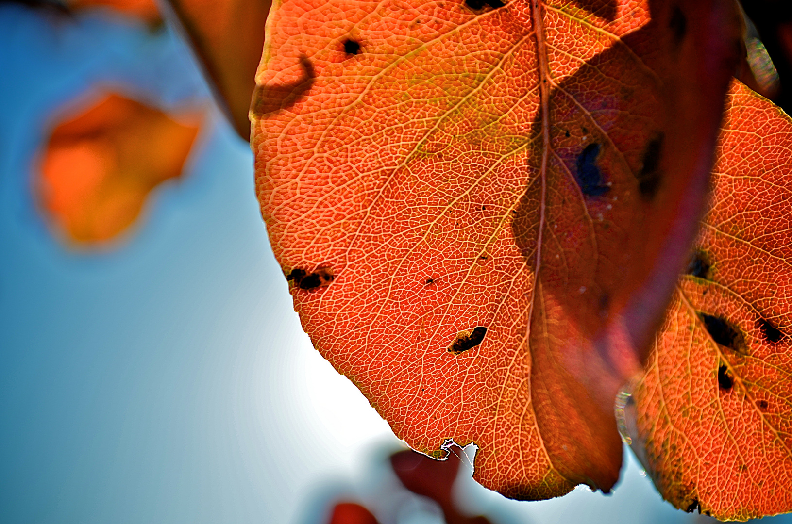 Herbststruktur