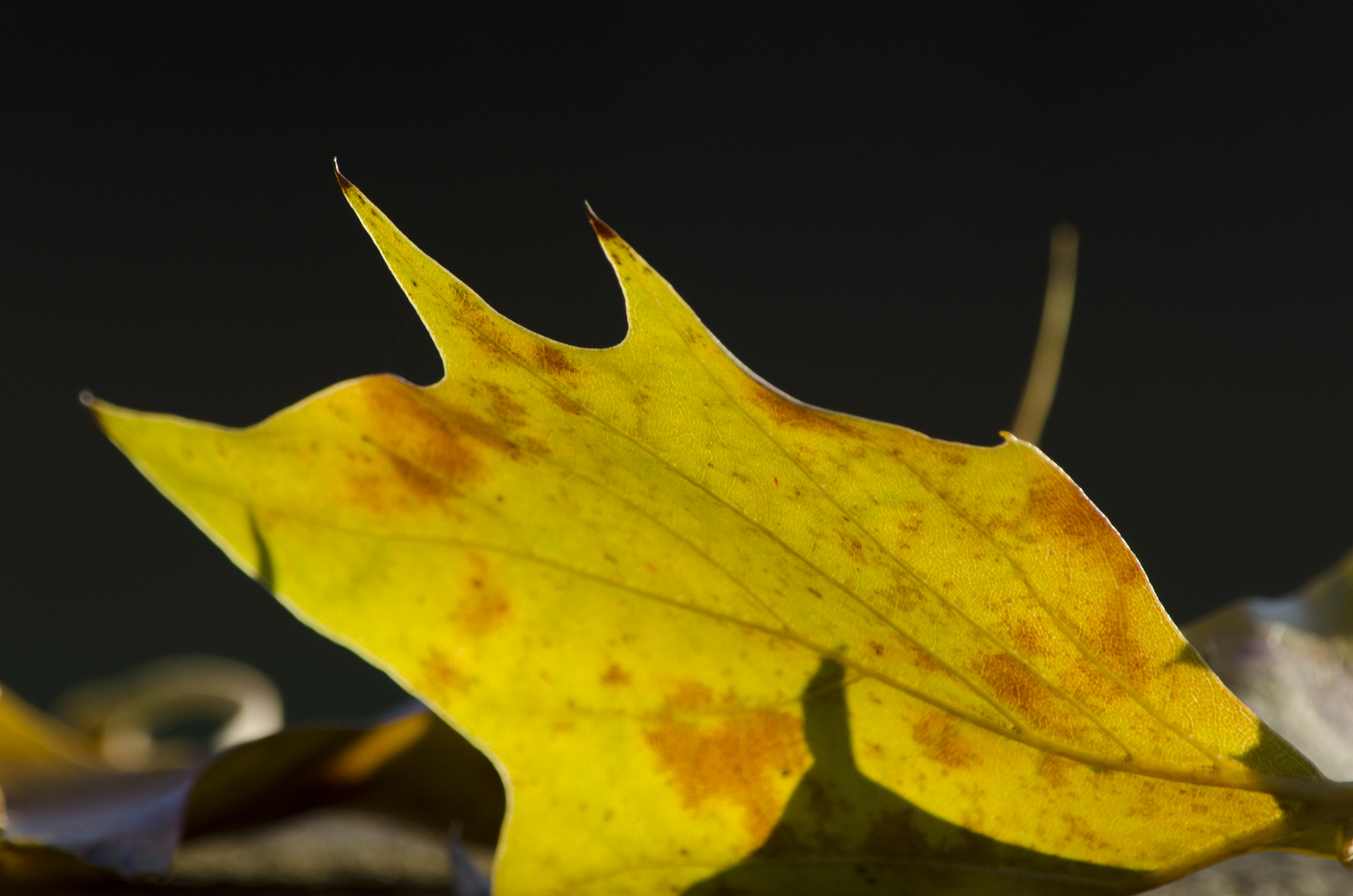 Herbststrukturen