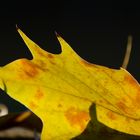 Herbststrukturen