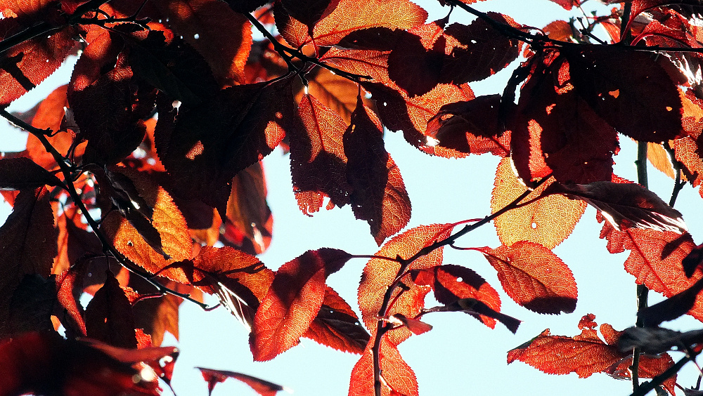 Herbststrukturen