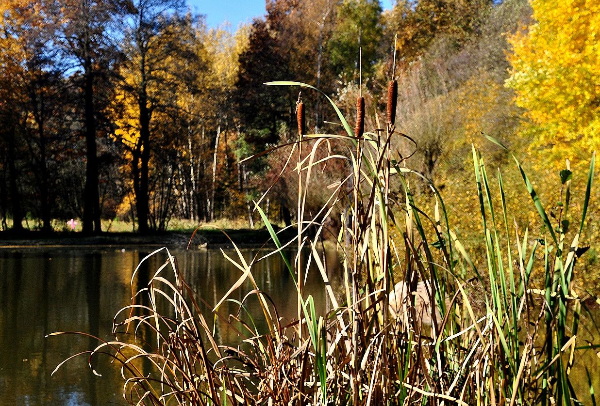 Herbststudie