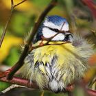 Herbststürme ersparen den Stylisten