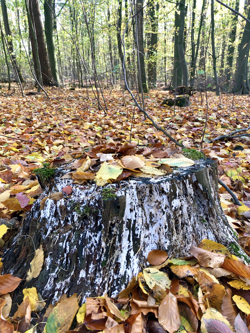 Herbststumpf