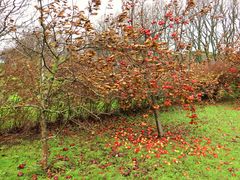 Herbststurm