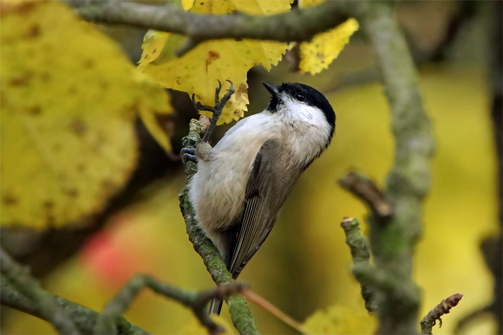 Herbststurm gebeutelt...Sumpfmeise im Apfelbaum