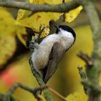 Herbststurm gebeutelt...Sumpfmeise im Apfelbaum