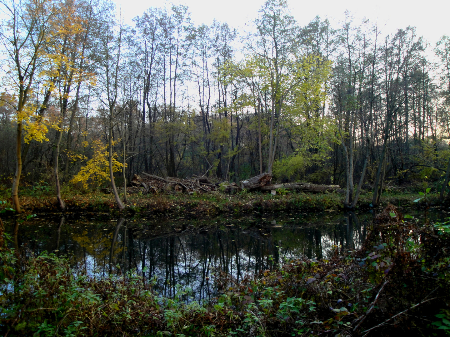 Herbstsumpf