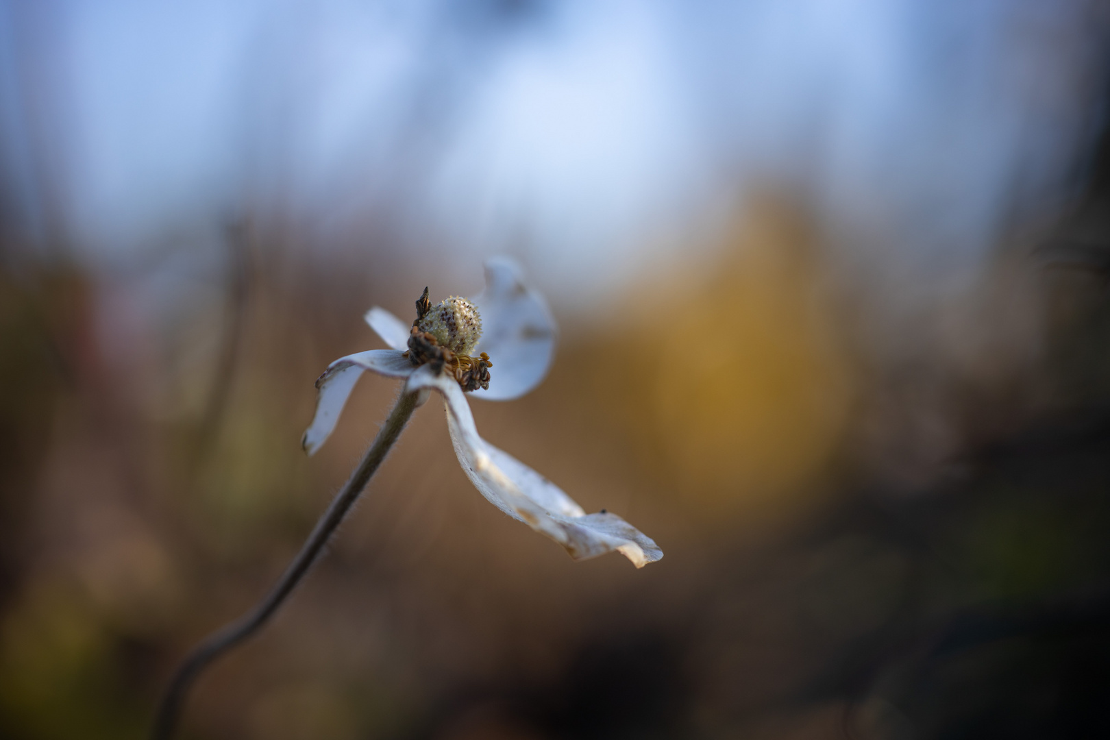 Herbstsymbol