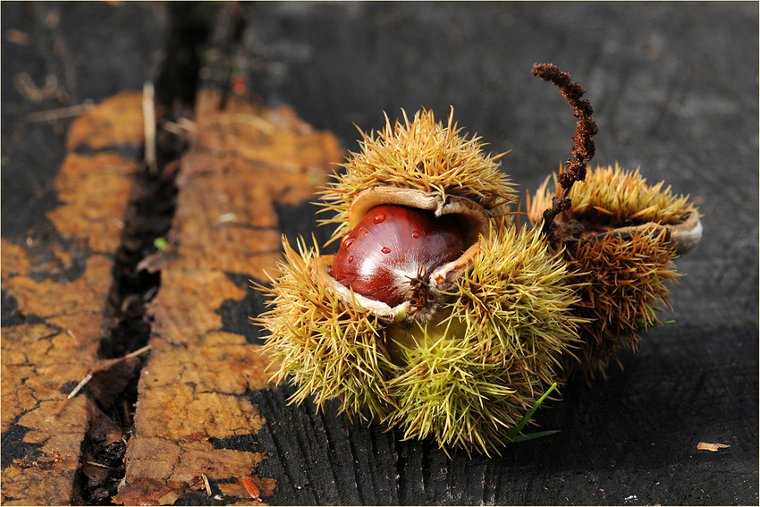 Herbstsymbol