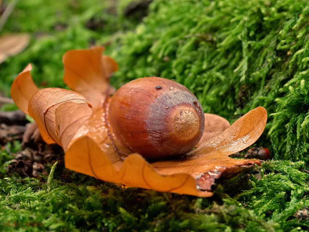 Herbstsymbol