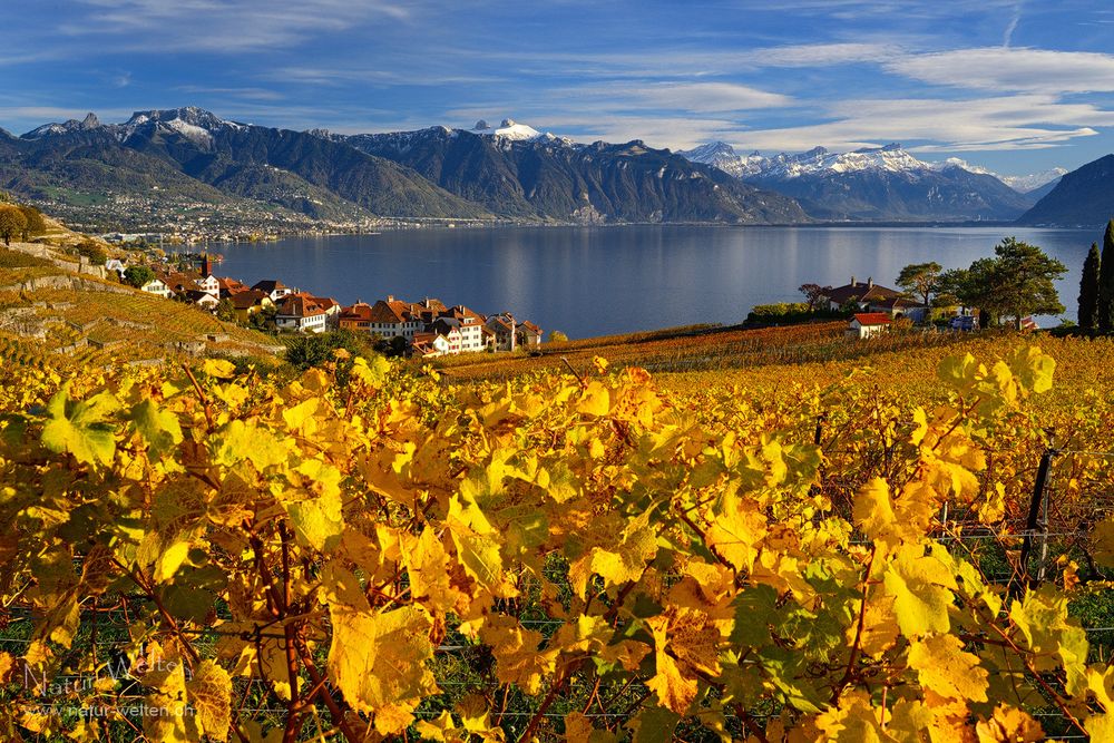 Herbstsymphonie am Genfersee