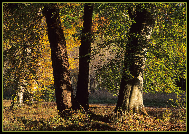 Herbstsymphonie