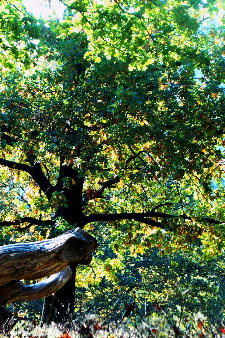 Herbstsynphonie im Hain