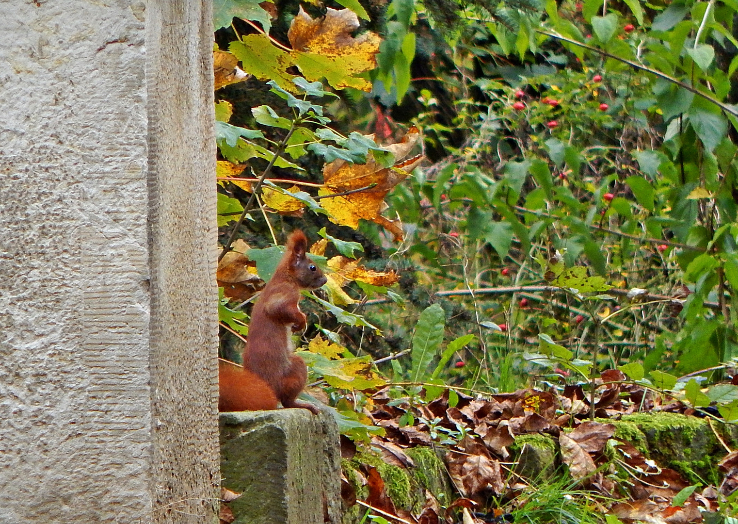 Herbstszene