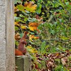 Herbstszene