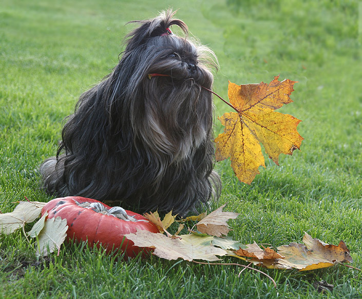 Herbsttag