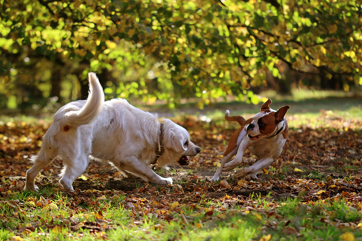 Herbsttag