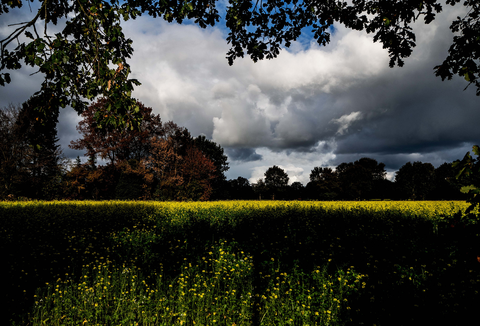 Herbsttag...