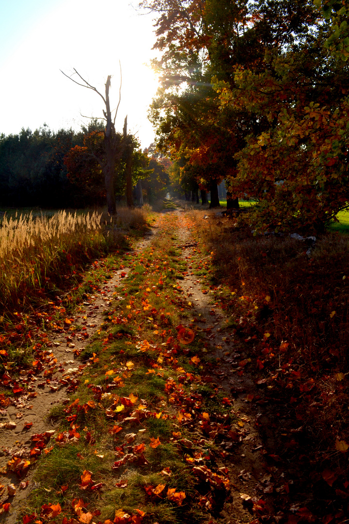 Herbsttag