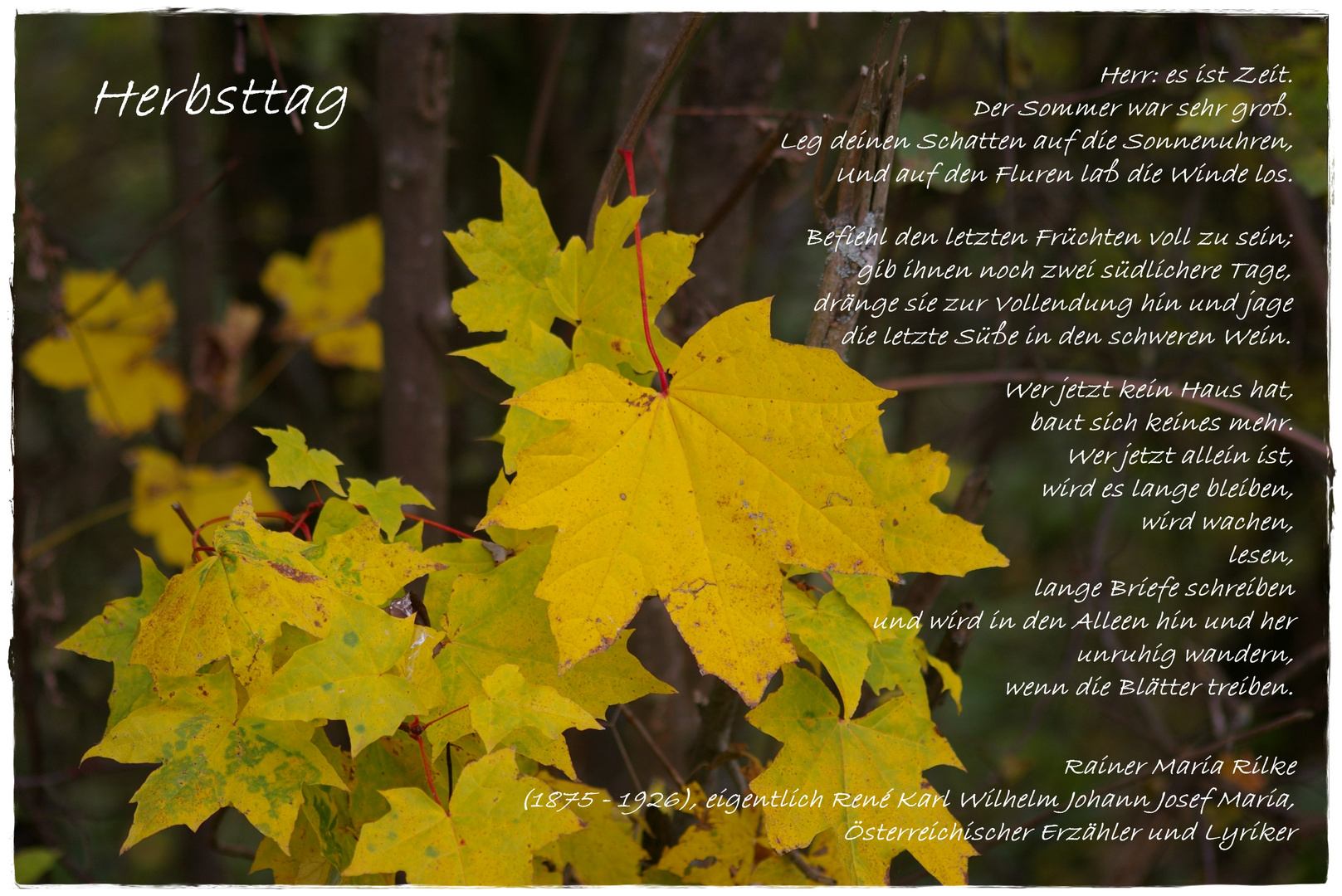Herbsttag Foto & Bild spruch und bilder, natur, herbst Bilder auf