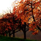 Herbsttag