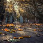 Herbsttag am Friedhof