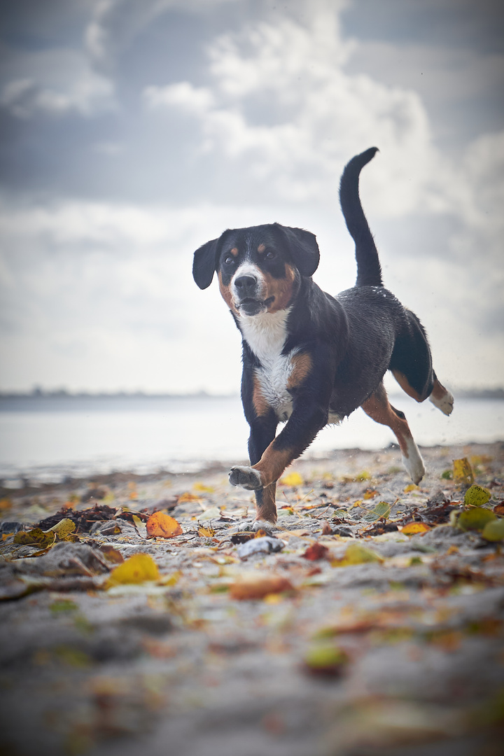 Herbsttag am Meer