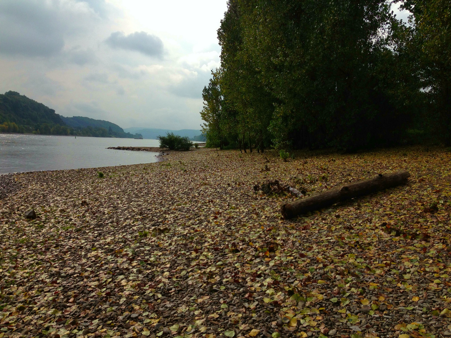 Herbsttag am Rhein ( Kripp )