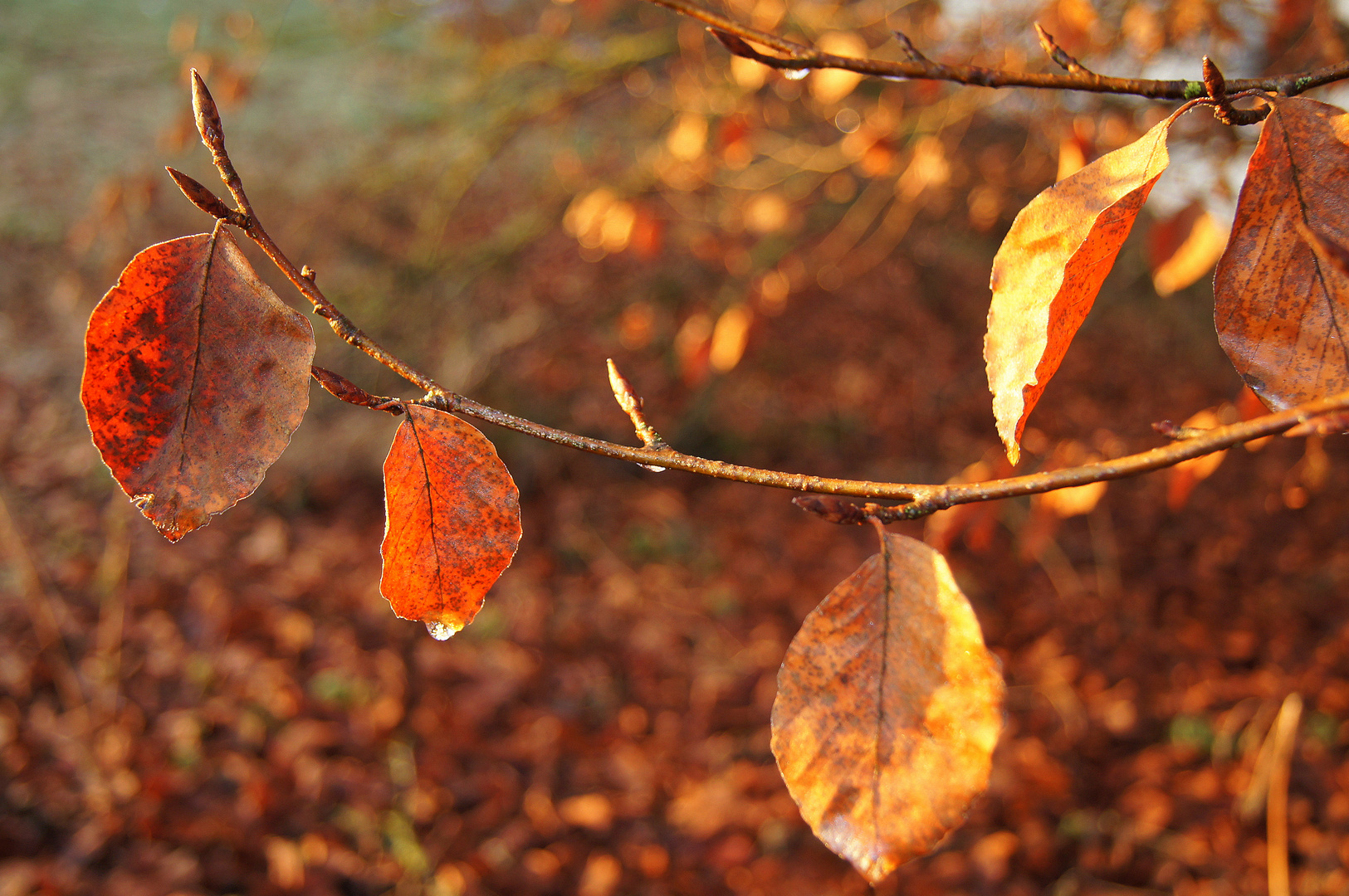 Herbsttag