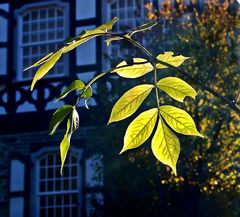 Herbsttag