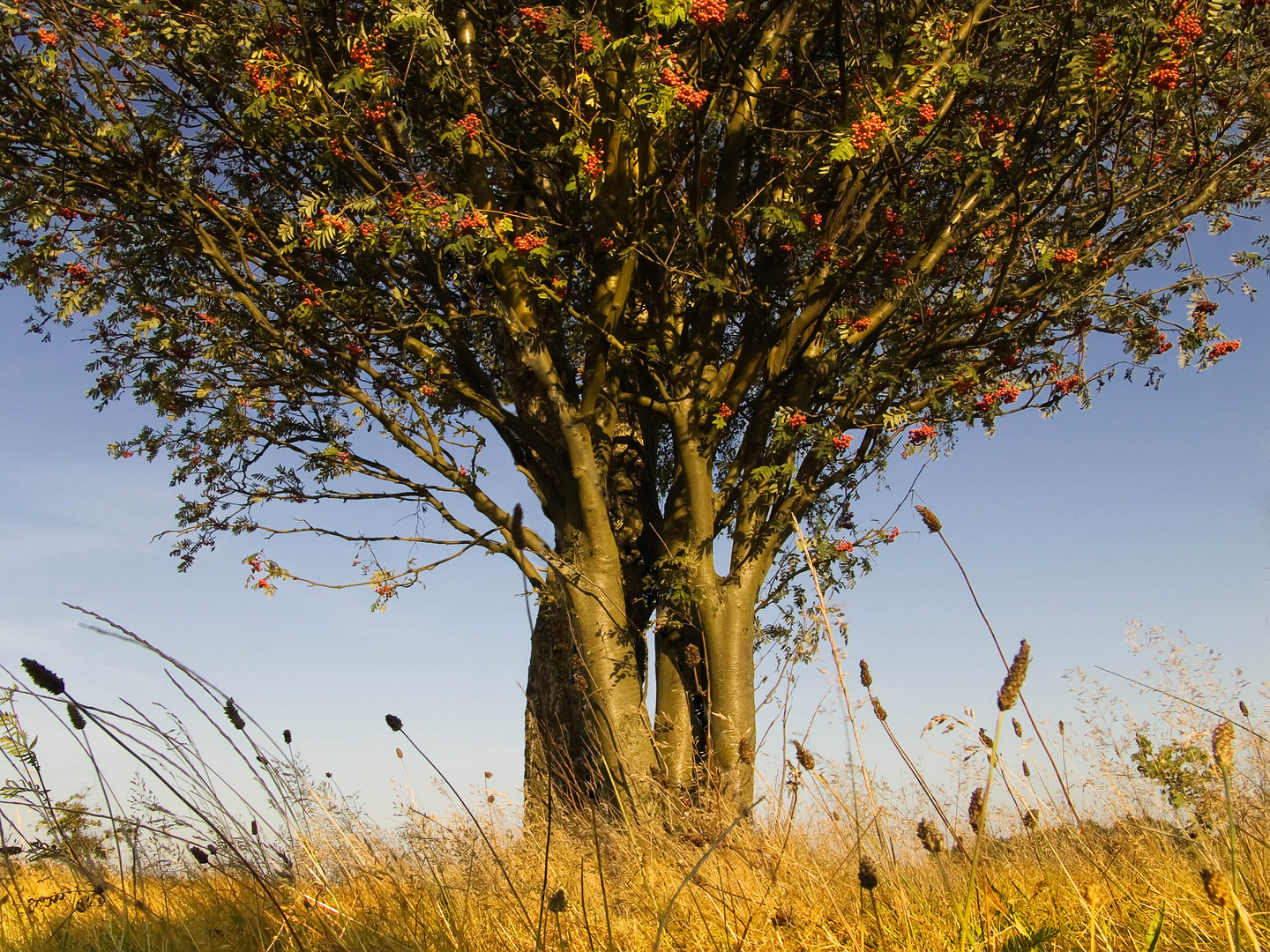 HerbstTag