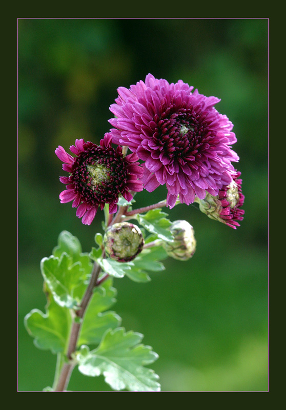 Herbsttag